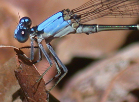 Blue-fronted Dancer